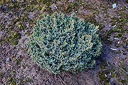 Hexenbesen Serbian Spruce (Picea omorika 'Hexenbesen') at Stonegate Gardens