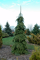 Weeping White Spruce (Picea glauca 'Pendula') at The Mustard Seed