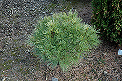 Hershey White Pine (Pinus strobus 'Hershey') at A Very Successful Garden Center