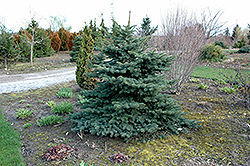 Spring Blast Spruce (Picea pungens 'Spring Blast') at A Very Successful Garden Center
