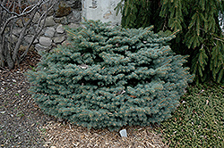 Kluis Blue Spruce (Picea pungens 'Kluis') at A Very Successful Garden Center