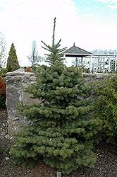 Colonial Gold Colorado Spruce (Picea pungens 'Colonial Gold') at A Very Successful Garden Center