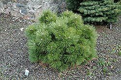 Black Prince Austrian Pine (Pinus nigra 'Black Prince') at A Very Successful Garden Center