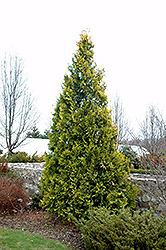 Europe Gold Arborvitae (Thuja occidentalis 'Europe Gold') at A Very Successful Garden Center