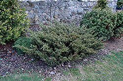 Variegated Savin Juniper (Juniperus sabina 'Variegata') at Lakeshore Garden Centres