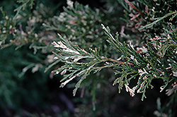 Variegated Savin Juniper (Juniperus sabina 'Variegata') at A Very Successful Garden Center