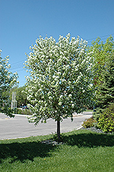 Spring Snow Flowering Crab (Malus 'Spring Snow') at A Very Successful Garden Center