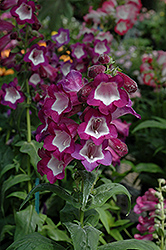 Phoenix Violet Beard Tongue (Penstemon hartwegii 'Phoenix Violet') at A Very Successful Garden Center