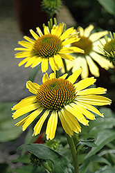 Cleopatra Coneflower (Echinacea 'Cleopatra') at A Very Successful Garden Center