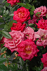 Be My Baby Rose (Rosa 'Be My Baby') at Lakeshore Garden Centres