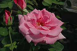 Fragrant Memory Rose (Rosa 'JACdis') at A Very Successful Garden Center