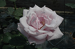 Sterling Silver Rose (Rosa 'Sterling Silver') at Lakeshore Garden Centres