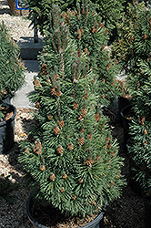 Columnar Mugo Pine (Pinus mugo 'Columnaris') at A Very Successful Garden Center