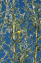 Mongolian Silver Spires Littleleaf Peashrub (Caragana microphylla 'Mongolian Silver Spires') at Lakeshore Garden Centres