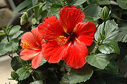 Starry Wind Hibiscus (Hibiscus rosa-sinensis 'Starry Wind') at A Very Successful Garden Center