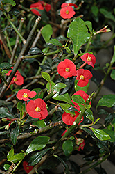 Gerold's Spurge (Euphorbia geroldii) at Stonegate Gardens