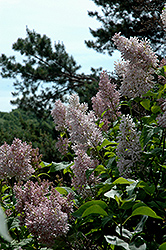 Yunnan Lilac (Syringa tomentella) at Stonegate Gardens