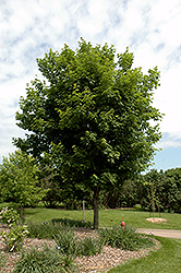 Sugar Maple (Acer saccharum) at A Very Successful Garden Center