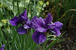 Pirate Prince Siberian Iris (Iris sibirica 'Pirate Prince') at Stonegate Gardens