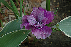 Lady Vanessa Siberian Iris (Iris sibirica 'Lady Vanessa') at A Very Successful Garden Center