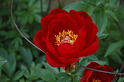 Red Red Rose Peony (Paeonia 'Red Red Rose') at Stonegate Gardens