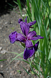 Maranatha Siberian Iris (Iris sibirica 'Maranatha') at A Very Successful Garden Center