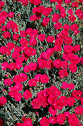 Frosty Fire Pinks (Dianthus 'Frosty Fire') at Lakeshore Garden Centres