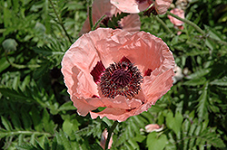 Cedar Hill Poppy (Papaver orientale 'Cedar Hill') at Stonegate Gardens