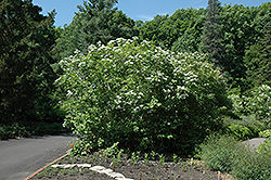 Wentworth Highbush Cranberry (Viburnum trilobum 'Wentworth') at A Very Successful Garden Center
