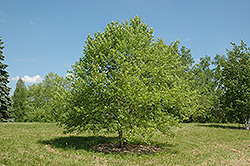 Mike Zins Compact River Birch (Betula nigra 'Mike Zins Compact') at Lakeshore Garden Centres