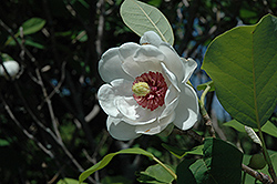 Oyama Magnolia (Magnolia sieboldii) at Lakeshore Garden Centres