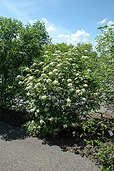 Witherod Viburnum (Viburnum cassinoides) at A Very Successful Garden Center