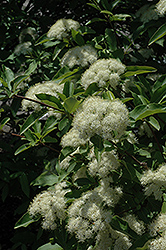 Witherod Viburnum (Viburnum cassinoides) at Lakeshore Garden Centres
