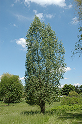 Liempde White Willow (Salix alba 'Liempde') at A Very Successful Garden Center