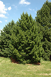Siberian Pine (Pinus sibirica) at A Very Successful Garden Center