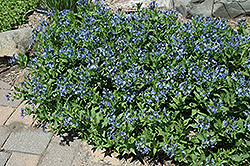 Blue Ice Star Flower (Amsonia tabernaemontana 'Blue Ice') at Stonegate Gardens