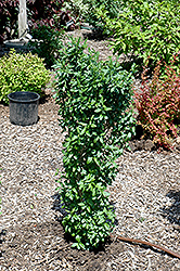 California Privet (Ligustrum ovalifolium) at A Very Successful Garden Center