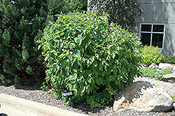 Baton Rouge Dogwood (Cornus alba 'Minbat') at A Very Successful Garden Center