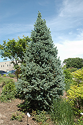 Upright Colorado Spruce (Picea pungens 'Fastigiata') at Stonegate Gardens