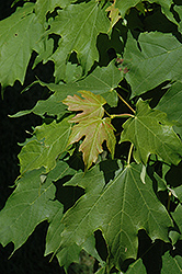 Apollo Sugar Maple (Acer saccharum 'Barrett Cole') at A Very Successful Garden Center