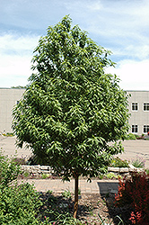 Goldspur Amur Cherry (Prunus maackii 'Jefspur') at A Very Successful Garden Center
