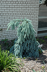 Slenderina Weeping Blue Spruce (Picea pungens 'Glauca Slenderina Pendula') at Lakeshore Garden Centres