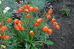 Summer Breeze Orange Poppy (Papaver 'Summer Breeze Orange') at Lakeshore Garden Centres