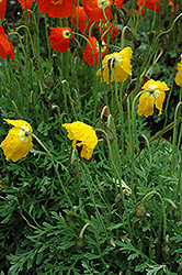 Summer Breeze Yellow Poppy (Papaver 'Summer Breeze Yellow') at Stonegate Gardens