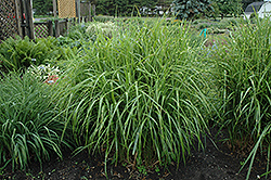 Porcupine Grass (Miscanthus sinensis 'Strictus') at A Very Successful Garden Center