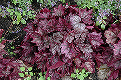 Dolce Blackberry Ice Coral Bells (Heuchera 'Blackberry Ice') at The Mustard Seed