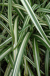Cabaret Maiden Grass (Miscanthus sinensis 'Cabaret') at Stonegate Gardens