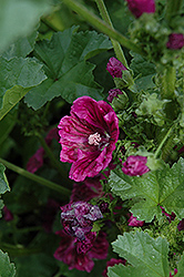 Purple Satin Mallow (Malva sylvestris 'Purple Satin') at Stonegate Gardens