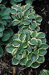 Mighty Mouse Hosta (Hosta 'Mighty Mouse') at Stonegate Gardens