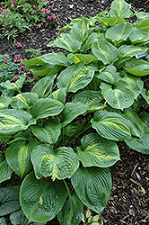 Prestige And Promise Hosta (Hosta 'Prestige And Promise') at A Very Successful Garden Center
